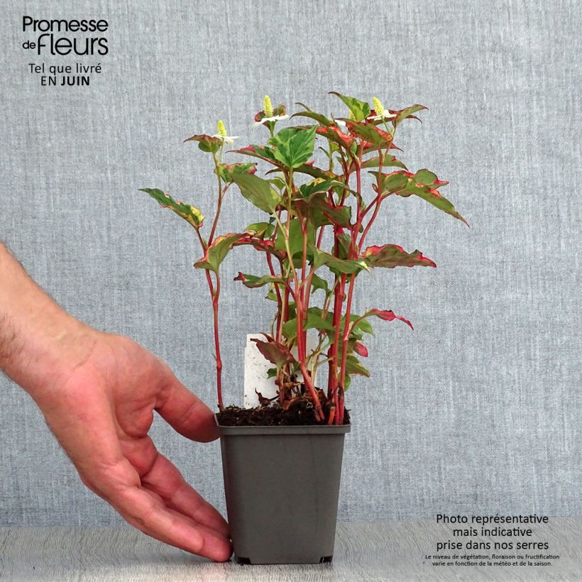 Exemplar von Houttuynia cordata Chameleon - Eidechsenschwanz Kleine Töpfe von 7/8 cm wie im Sommer geliefert