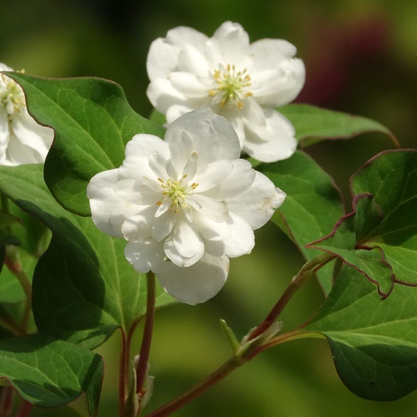 Houttuynia cordata Flore Pleno - Eidechsenschwanz (Blüte)