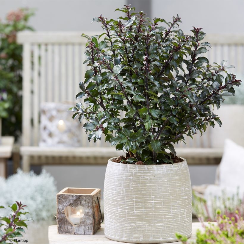 Stechpalme Gentle - Ilex meserveae (Hafen)