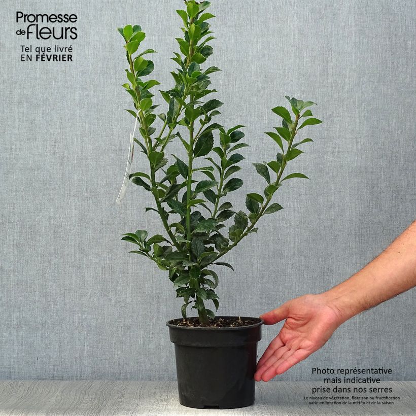 Exemplar von Stechpalme Heckenfee - Ilex meserveae Topf mit 2L/3L wie im Herbst geliefert