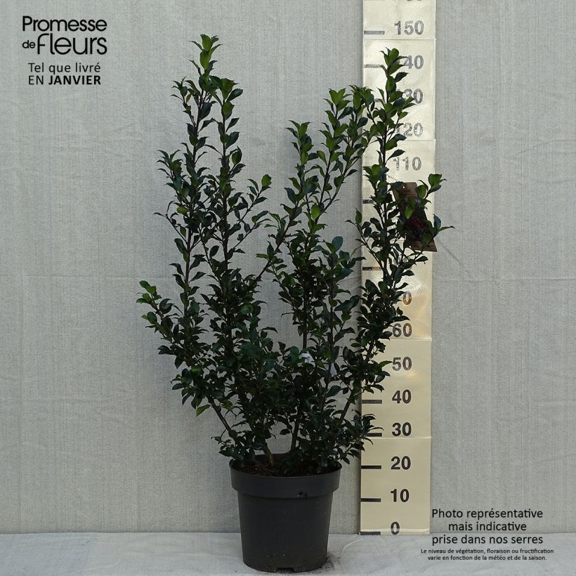 Exemplar von Stechpalme Mesid - Ilex meserveae Topf mit 12L/15L wie im Winter geliefert
