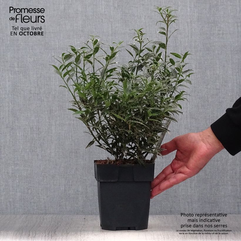 Exemplar von Myrtenblättrige Stechpalme Myrtifolia - Ilex aquifolium Topf mit 2L/3L wie im Herbst geliefert