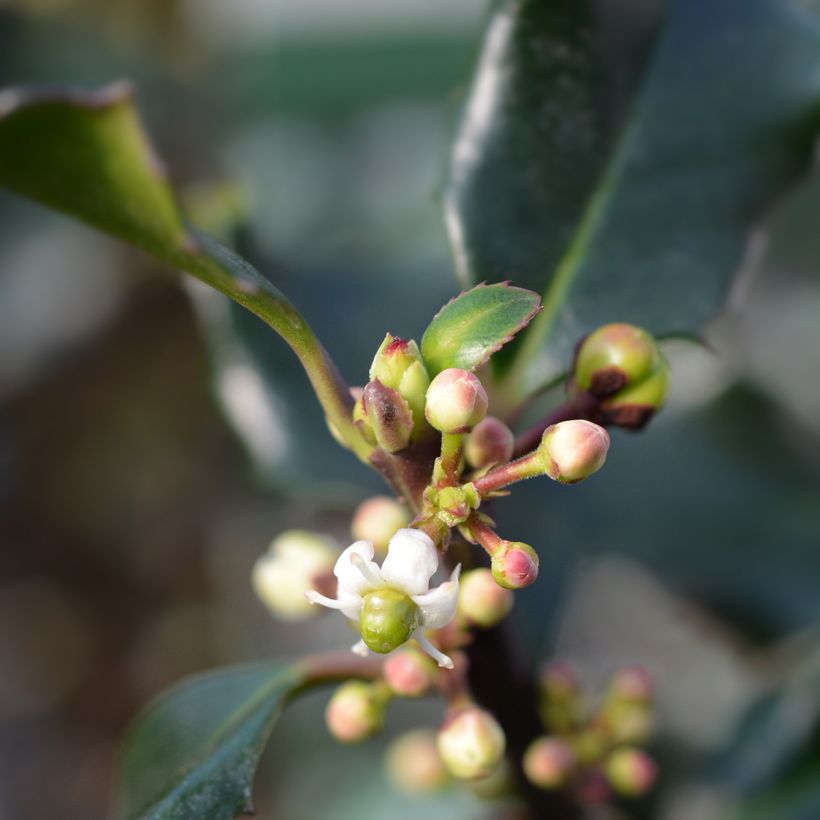 Stechpalme Blue Angel - Ilex meserveae (Blüte)