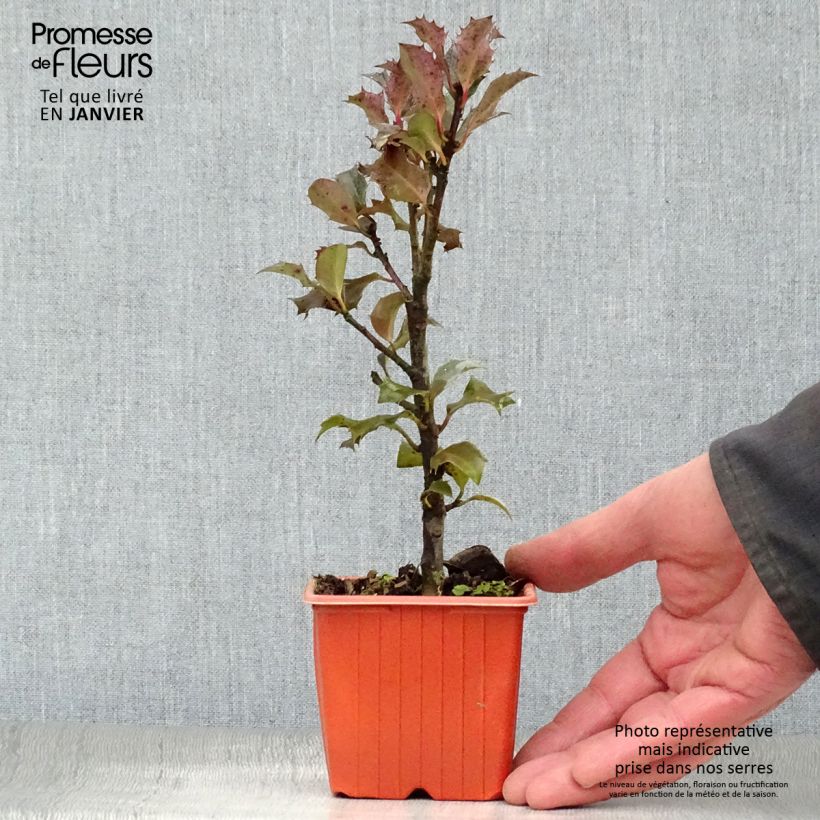 Exemplar von Stechpalme Blue Angel - Ilex meserveae Kleine Töpfe von 8/9 cm wie im Winter geliefert