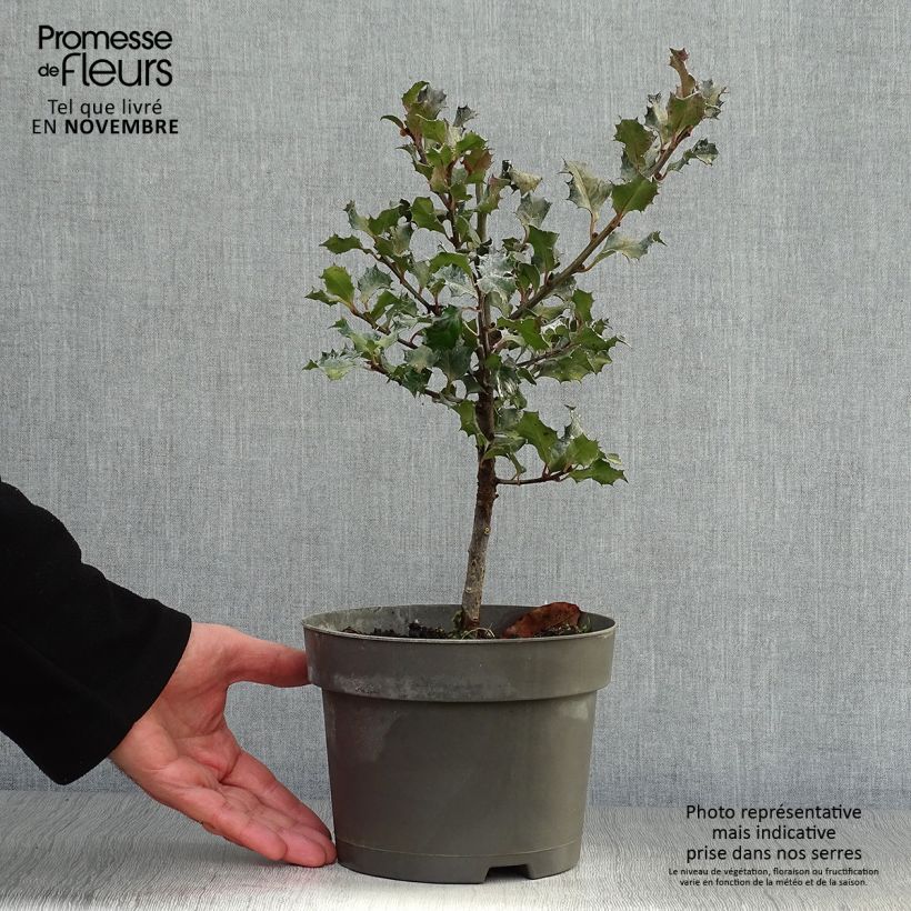 Exemplar von Stechpalme Blue Angel - Ilex meserveae Topf mit 2L/3L wie im Herbst geliefert