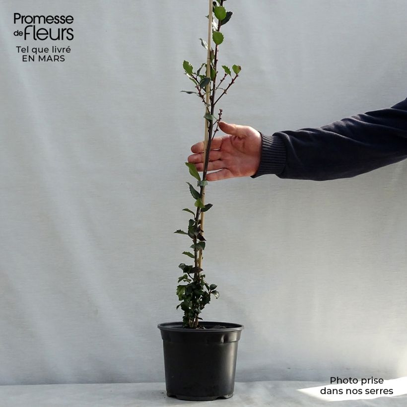 Exemplar von Stechpalme Blue Prince - Ilex meserveae Topf mit 2L/3L wie im Frühjahr geliefert