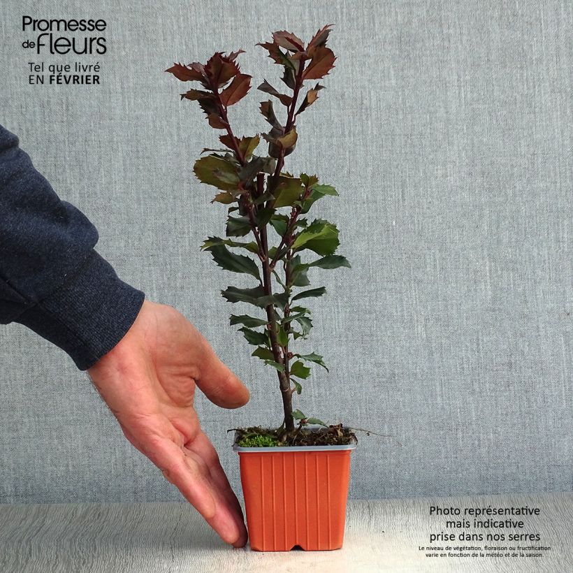 Exemplar von Stechpalme Blue Prince - Ilex meserveae Kleine Töpfe von 8/9 cm wie im Winter geliefert