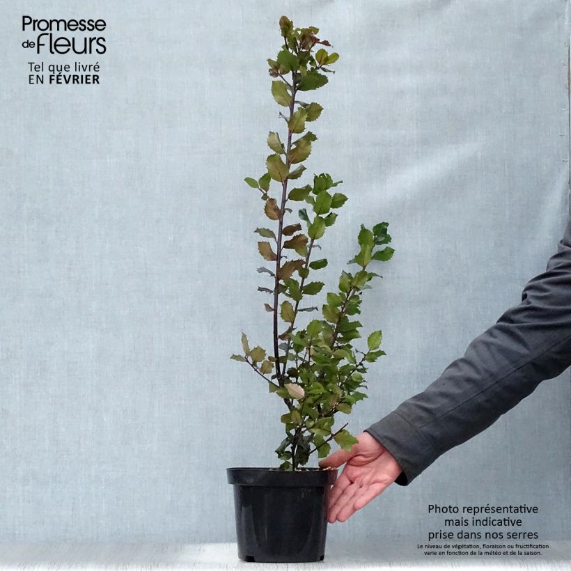 Exemplar von Stechpalme Blue princess - Ilex meserveae Topf mit 2L/3L wie im Winter geliefert