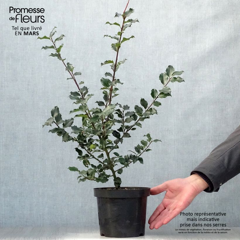 Exemplar von Stechpalme Blue princess - Ilex meserveae Topf mit 2L/3L wie im Frühjahr geliefert