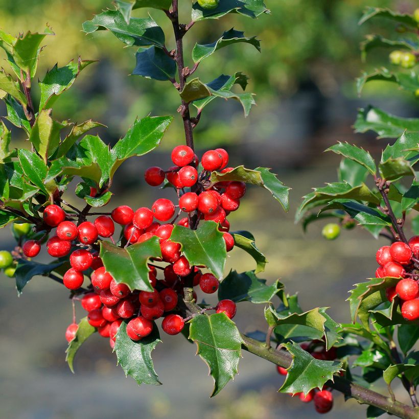 Stechpalme Blue princess - Ilex meserveae (Ernte)