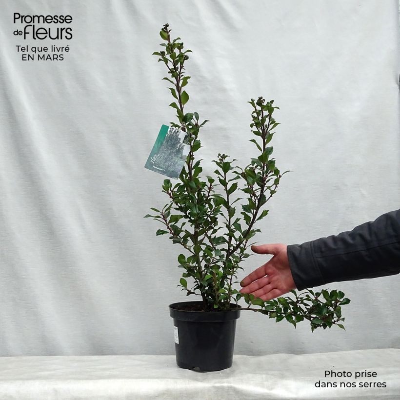 Exemplar von Stechpalme Heckenstar - Ilex meserveae Topf mit 2L/3L wie im Frühjahr geliefert