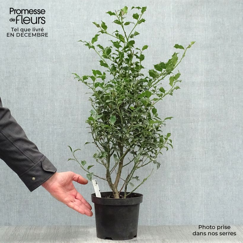 Exemplar von Stechpalme Alaska - Ilex aquifolium Topf mit 2L/3L wie im Winter geliefert