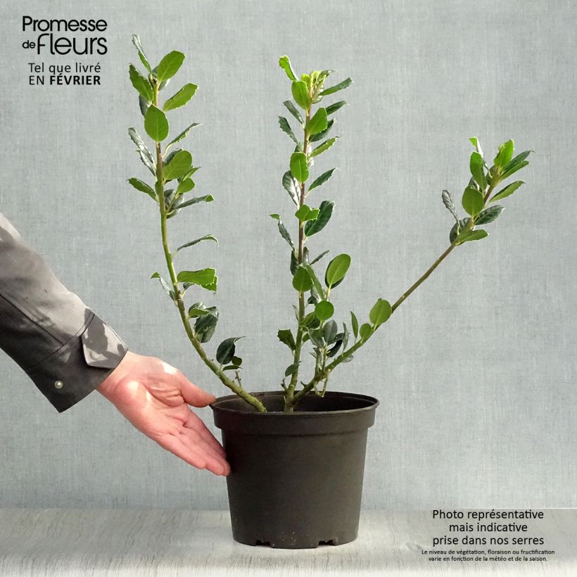 Exemplar von Fruchtende Stechpalme JC Van Tol - Ilex aquifolium Topf mit 2L/3L wie im Winter geliefert