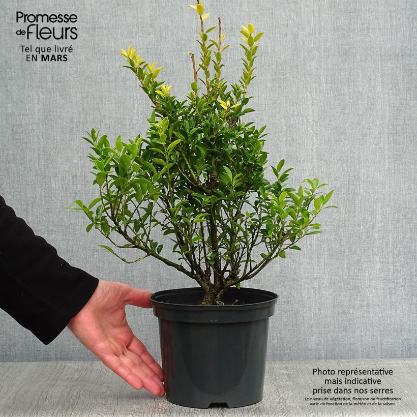 Exemplar von Japanische Stechpalme Blondie - Ilex crenata Topf mit 2L/3L wie im Winter geliefert