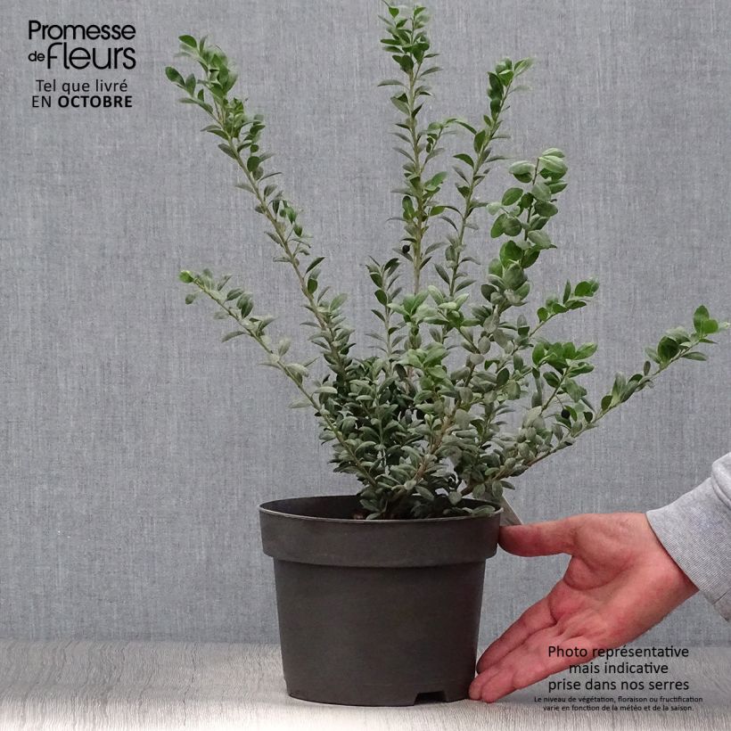 Exemplar von Japanische Stechpalme Convexa (In eine Kugel schneiden) - Ilex crenata Topf mit 2L/3L wie im Herbst geliefert