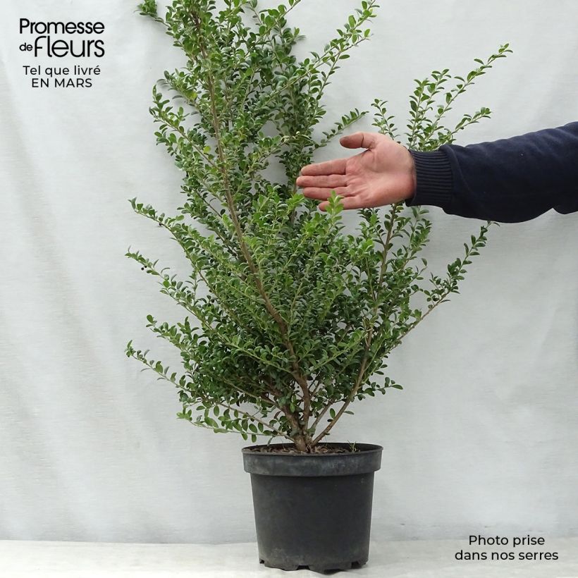 Exemplar von Japanische Stechpalme Convexa (In eine Kugel schneiden) - Ilex crenata Topf mit 4L/5L wie im Frühjahr geliefert