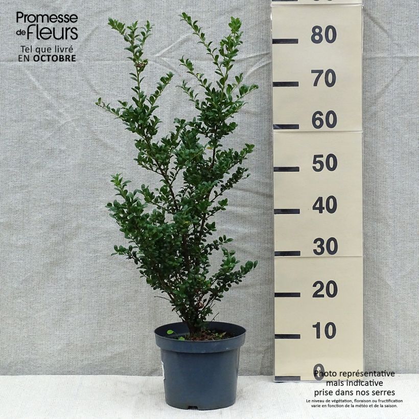 Exemplar von Japanische Stechpalme Convexa (In eine Kugel schneiden) - Ilex crenata Topf mit 4L/5L wie im Herbst geliefert