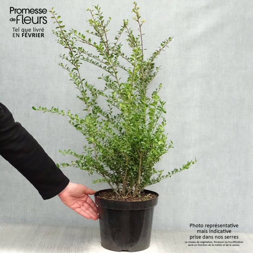 Exemplar von Japanische Stechpalme Convexa (In eine Kugel schneiden) - Ilex crenata Topf mit 7,5L/10L wie im Winter geliefert