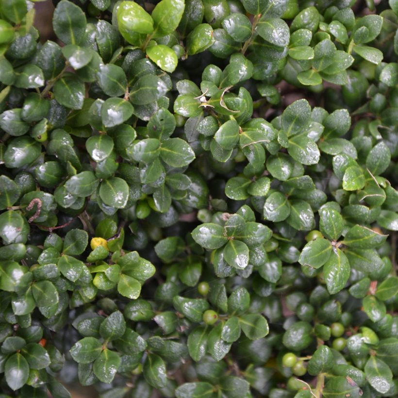 Japanische Stechpalme Convexa (In eine Kugel schneiden) - Ilex crenata (Laub)