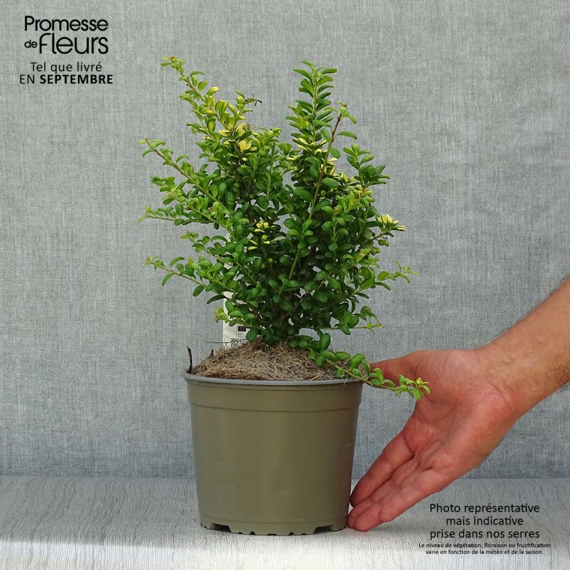 Exemplar von Japanische Stechpalme Convexed Gold - Ilex crenata Topf mit 2L/3L wie im Herbst geliefert