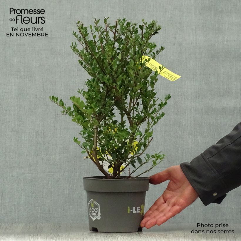 Exemplar von Japanische Stechpalme Dark Green - Ilex crenata Topf mit 2L/3L wie im Herbst geliefert