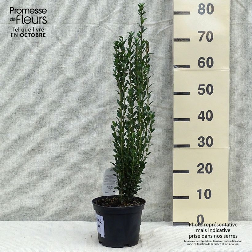 Exemplar von Japanische Stechpalme Fastigiata - Ilex crenata Topf mit 3L/4L wie im Herbst geliefert