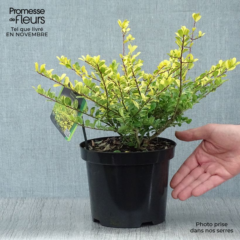 Exemplar von Japanische Stechpalme Golden Gem - Ilex crenata Topf mit 2L/3L wie im Herbst geliefert