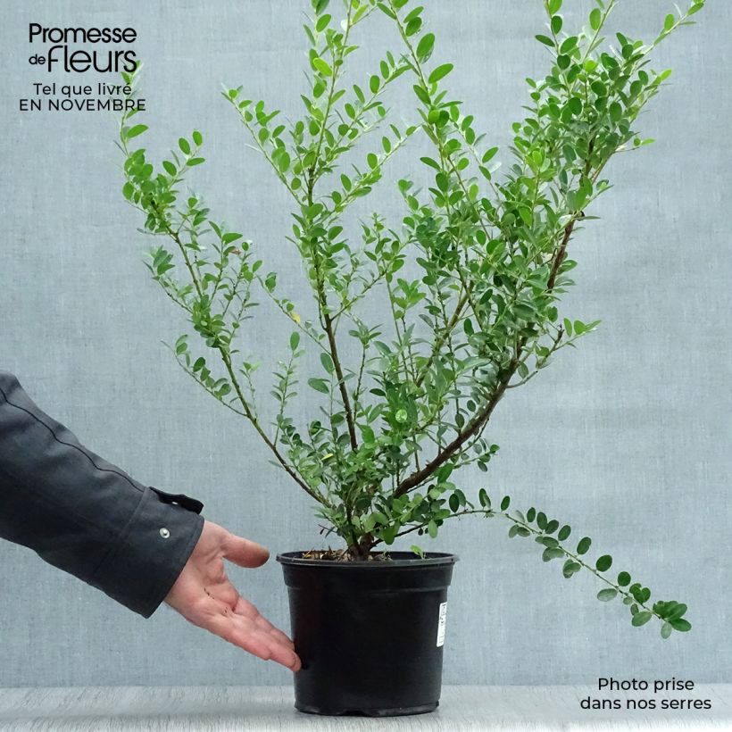 Exemplar von Japanische Stechpalme Green Hedge - Ilex crenata Topf mit 2L/3L wie im Herbst geliefert