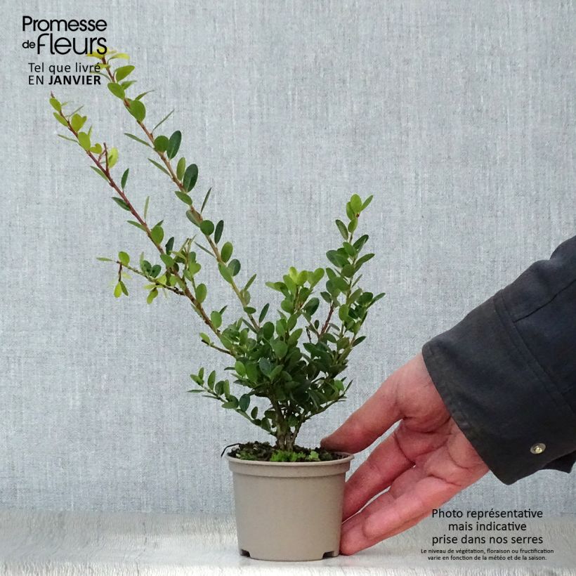 Exemplar von Japanische Stechpalme Green Hedge - Ilex crenata Kleine Töpfe von 8/9 cm wie im Winter geliefert