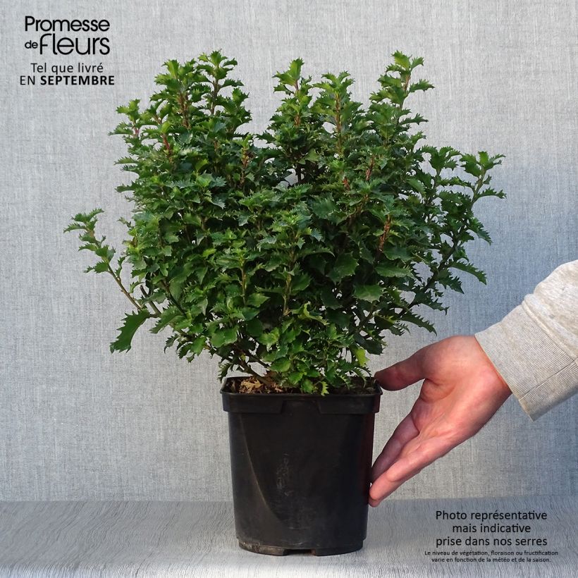 Exemplar von Stechpalme Little Rascal - Ilex meserveae Topf mit 3L/4L wie im Herbst geliefert