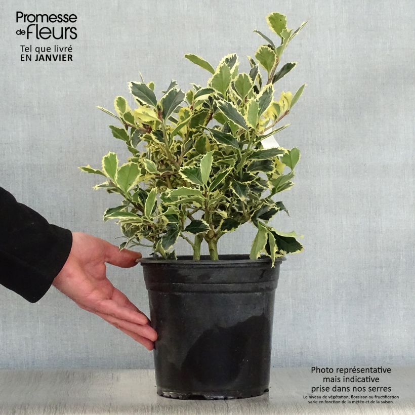 Exemplar von Weißbunte Stechpalme Argenteomarginata - Ilex aquifolium Topf mit 2L/3L wie im Winter geliefert