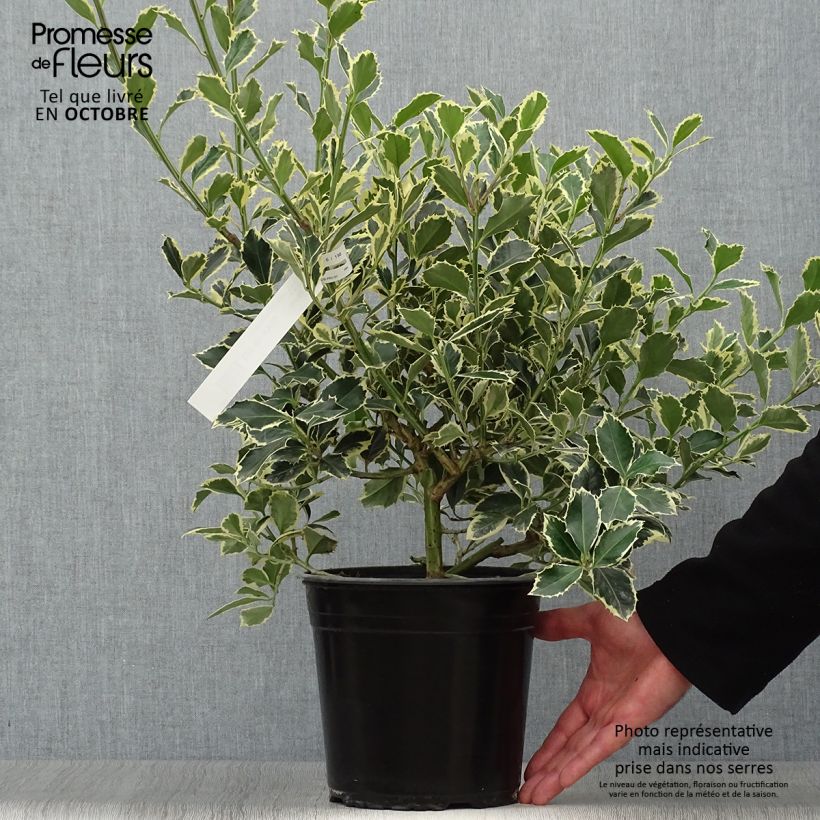 Exemplar von Weißbunte Stechpalme Argenteomarginata - Ilex aquifolium Topf mit 2L/3L wie im Herbst geliefert