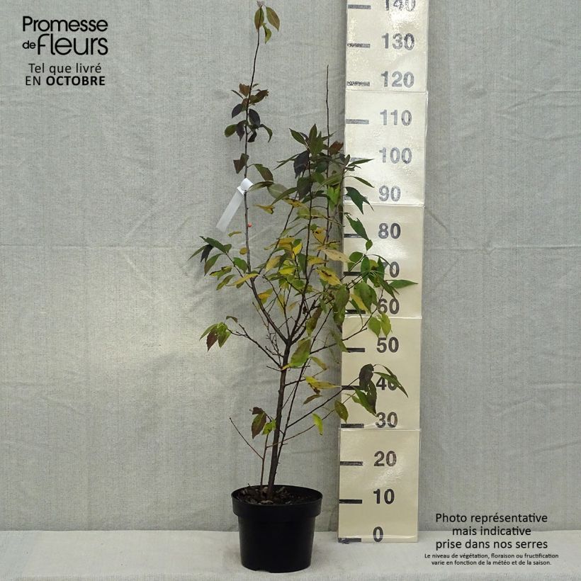 Exemplar von Ilex verticillata Magical Daydream Topf mit 4L/5L wie im Herbst geliefert