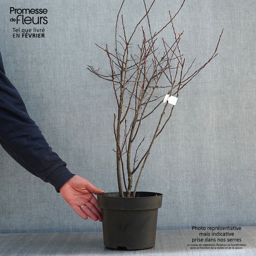 Exemplar von Ilex verticillata Magical Daydream Topf mit 4L/5L wie im Winter geliefert