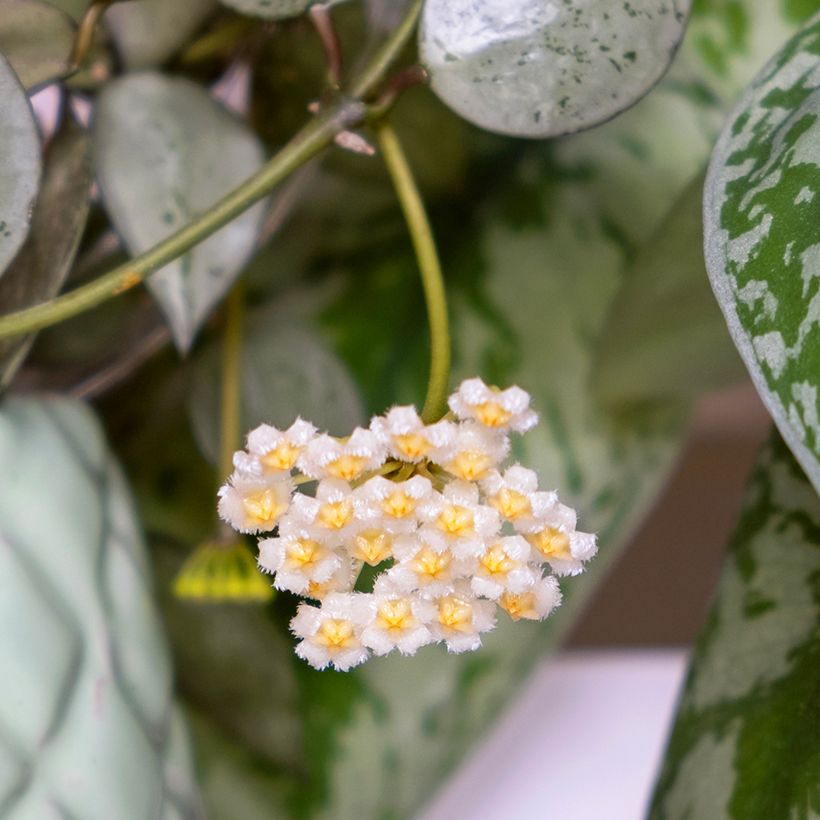 Hoya Eskimo - Porzellanblume (Blüte)