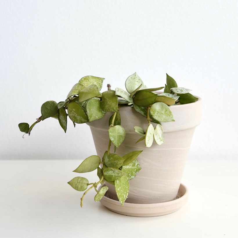 Hoya Eskimo - Porzellanblume (Hafen)