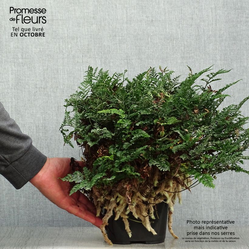 Exemplar von Humata tyermannii - Tarantelfarn Topf 12 cm / 13 cm wie im Herbst geliefert