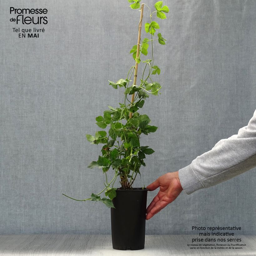 Exemplar von Humulus lupulus Nordbrau - Hopfen Topf mit 1,5L/2L wie im Frühjahr geliefert