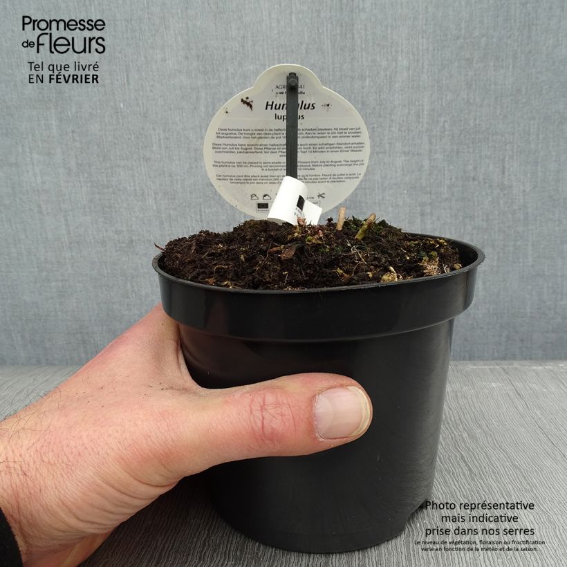 Exemplar von Humulus lupulus Nordbrau - Hopfen Topf mit 1,5L/2L wie im Winter geliefert