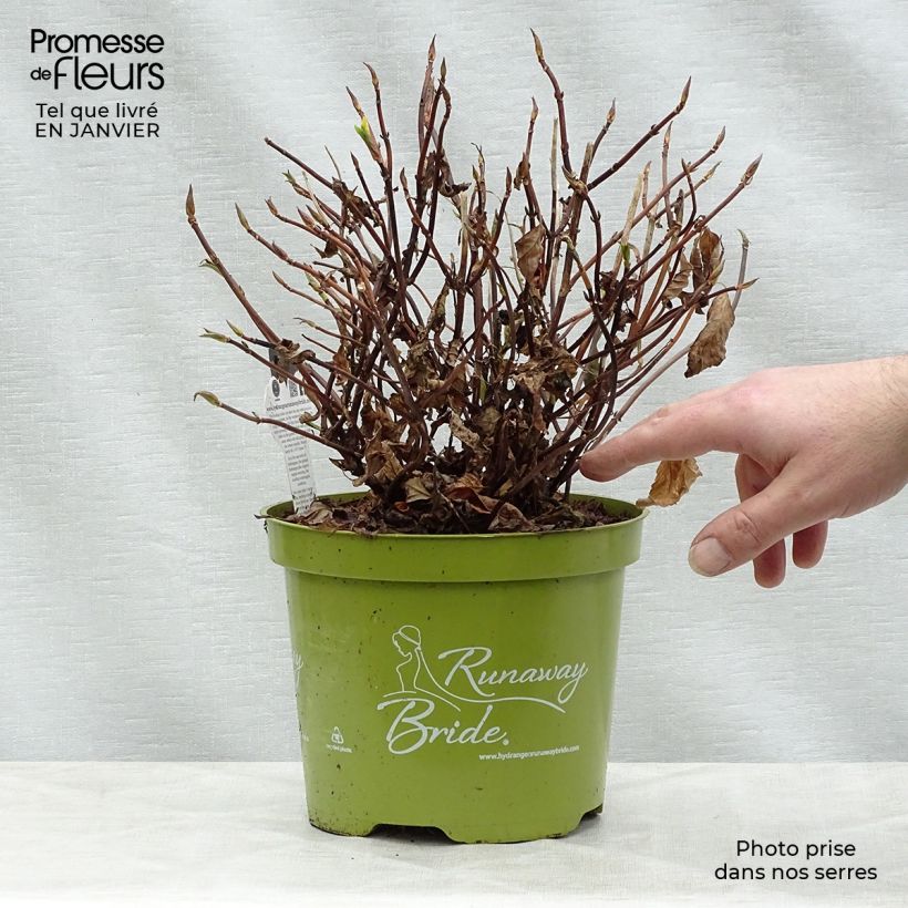 Exemplar von Hydrangea Runaway Bride - Girlanden-Hortensie Topf mit 3L/4L wie im Winter geliefert