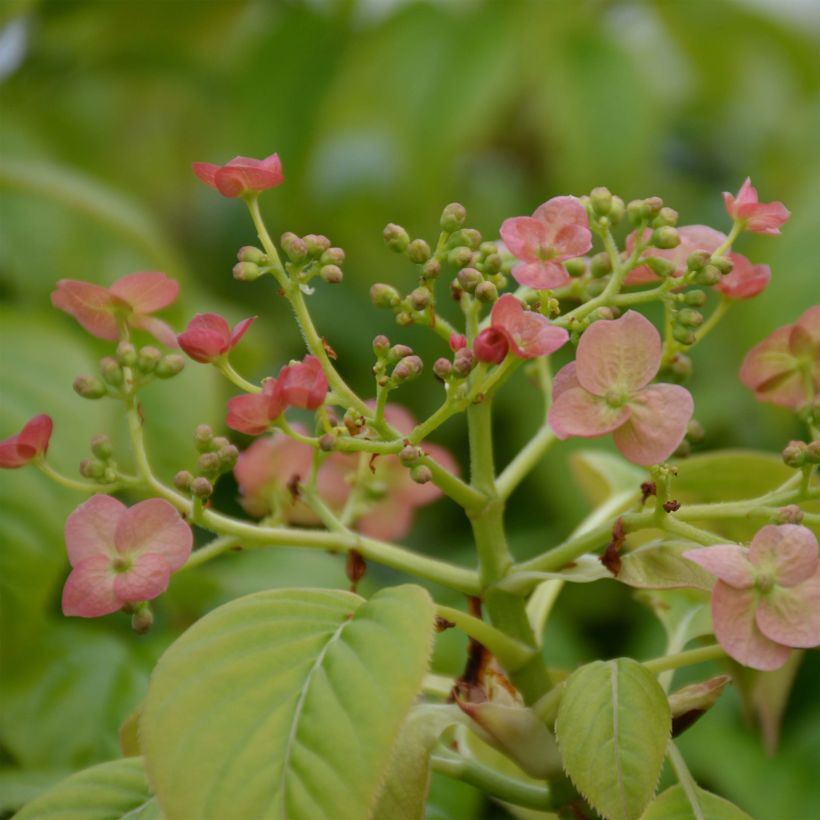 Hydrangea anomala sp glabra Crug Coral - Kletter-Hortensie (Blüte)