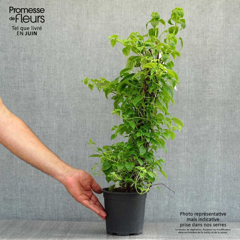 Exemplar von Hydrangea anomala sp glabra Crug Coral - Kletter-Hortensie Topf mit 2L/3L wie im Sommer geliefert