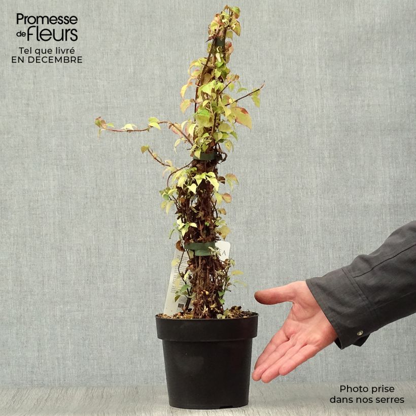 Exemplar von Hydrangea anomala sp glabra Crug Coral - Kletter-Hortensie Topf mit 2L/3L wie im Winter geliefert