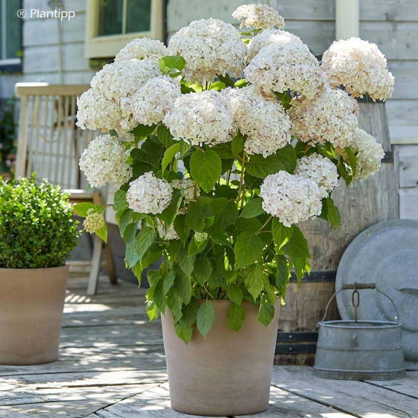 Ballhortensie Candybelle Marshmallow - Hydrangea arborescens (Wuchs)