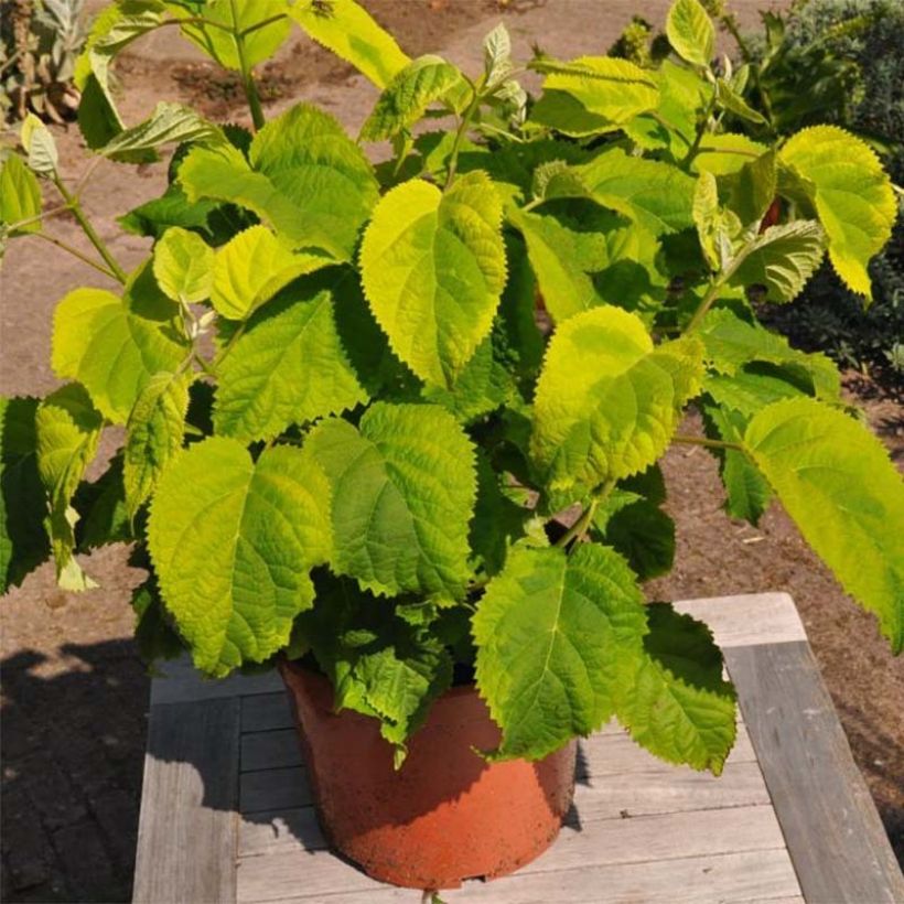 Ballhortensie Golden Annabelle - Hydrangea arborescens (Wuchs)