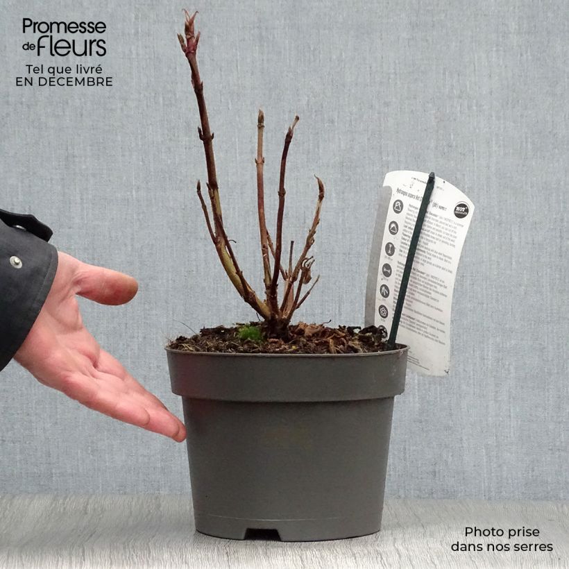 Exemplar von Hydrangea aspera Hot Chocolate - Samthortensie Topf mit 3L/4L wie im Winter geliefert