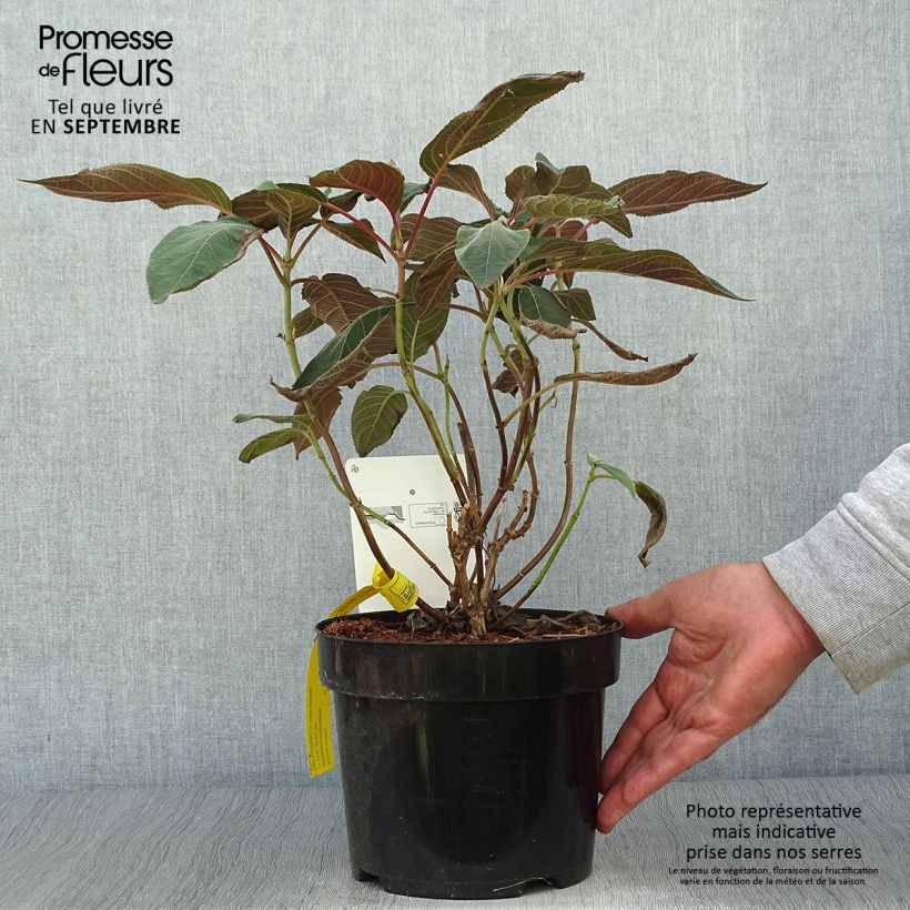 Exemplar von Hydrangea aspera Hot Chocolate - Samthortensie Topf mit 3L/4L wie im Herbst geliefert