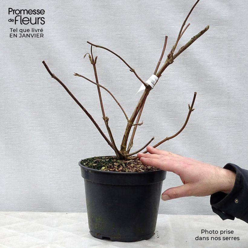 Exemplar von Hydrangea aspera Villosa - Samthortensie Topf mit 3L/4L wie im Winter geliefert