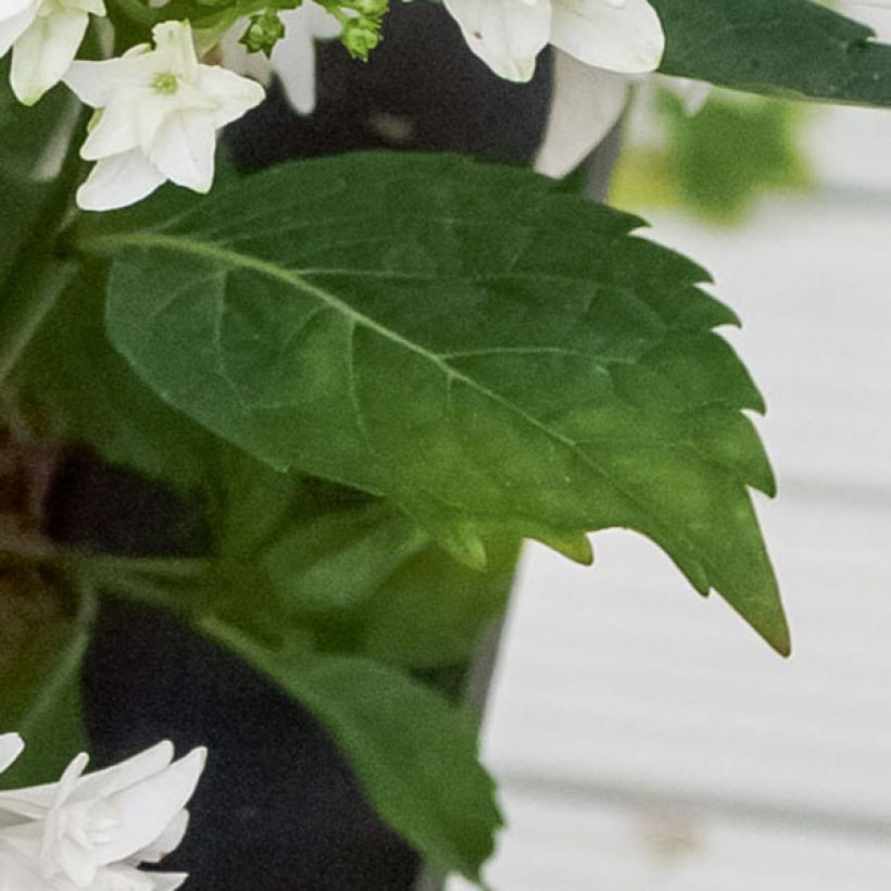 Hydrangea macrophylla Shooting Star - Bauernhortensie (Laub)