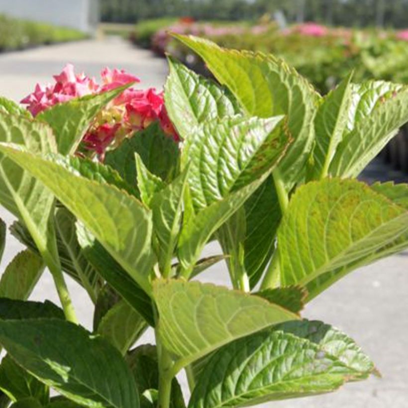 Hydrangea macrophylla Alpenglühen - Bauernhortensie (Laub)